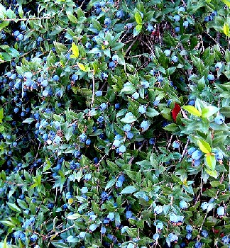 Myrtle Berries